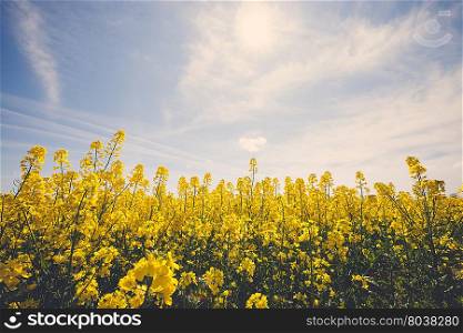 Vintage photo of beautiful yellow field with blue sunny sky