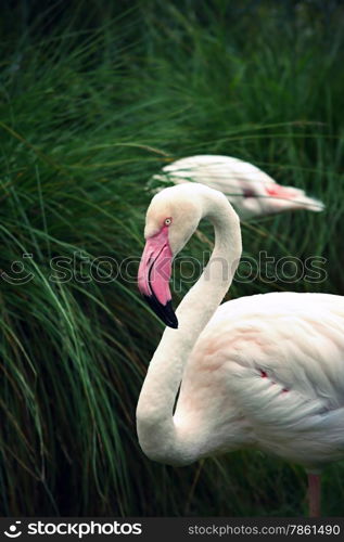 Vintage photo of Greater Flamingo (Phoenicopterus roseus)