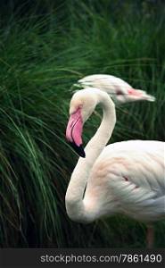 Vintage photo of Greater Flamingo (Phoenicopterus roseus)