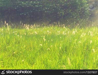 vintage photo of summer meadow.