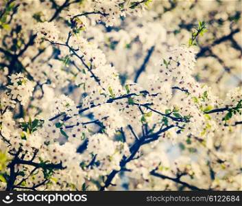 Vintage retro effect filtered hipster style image of apple tree blossoming branch in spring with flowers. Apple tree blossoming branch
