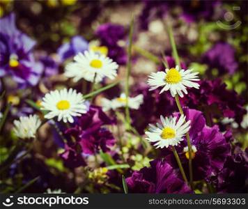 Vintage retro effect filtered hipster style image of blooming field flowers camomile, viola tricolor in spring. Shallow depth of field