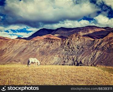 Vintage retro effect filtered hipster style image of horse grazing in Himalayas. Rupshu Valley, Ladakh, India. Horse grazing in Himalayas