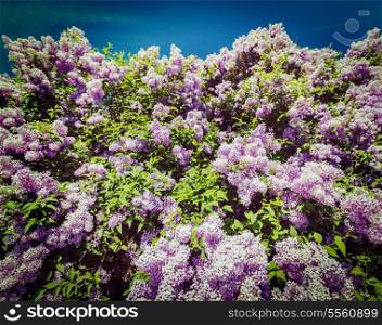 Vintage retro effect filtered hipster style image of lilac flowers in spring