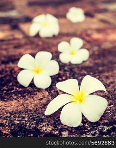 Vintage retro effect filtered hipster style travel image of Frangipani plumeria spa flowers on stones
