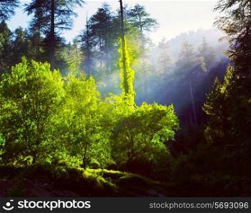 Vintage retro effect filtered hipster style travel image of morning forest with sunrays - freshness concept