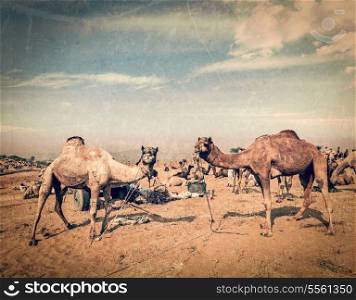 Vintage retro hipster style travel image of camels at Pushkar Mela (Pushkar Camel Fair) with grunge texture overlaid. Pushkar, Rajasthan, India