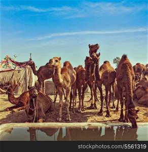 Vintage retro hipster style travel image of Camels at Pushkar Mela (Pushkar Camel Fair). Pushkar, Rajasthan, India