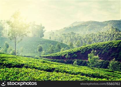 Vintage retro hipster style travel image of Kerala India travel background - green tea plantations in Munnar, Kerala, India in the morning on sunrise