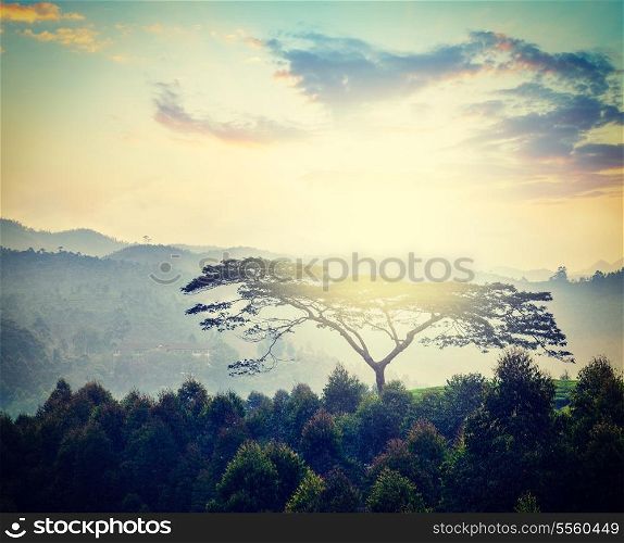 Vintage retro hipster style travel image of lonely tree on sunrise in hills. Kerala, India