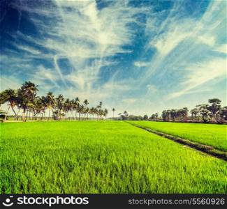 Vintage retro hipster style travel image of rural Indian scene - rice paddy field and palms with grunge texture overlaid. Tamil Nadu, India