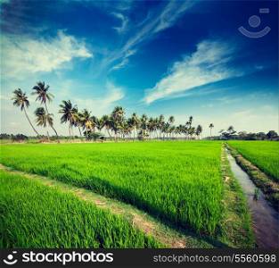 Vintage retro hipster style travel image of rural Indian scene - rice paddy field and palms. Tamil Nadu, India