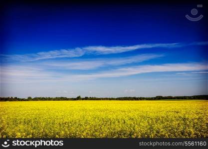 Vintage retro hipster style travel image of spring summer background - yellow rape (canola) field with blue sky