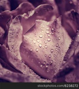Vintage rose abstract floral background, water drops on purple rose petals, fresh gentle flower as romantic gift, Valentine day greeting card