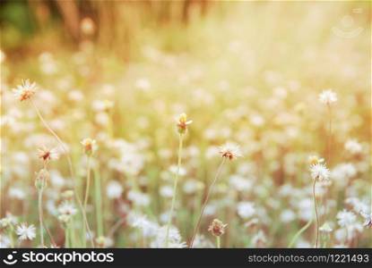 vintage soft focus and soft light of nature grass flower with warm sunlight at the morning in field on vintage tone. defocus beautiful vintage flower grass on the meadow in beautiful sunset light