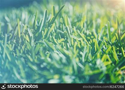 Vintage style background, cinematic look photo of a green grass field in sunlight, old fade effect, shallow dof, natural dreamy image
