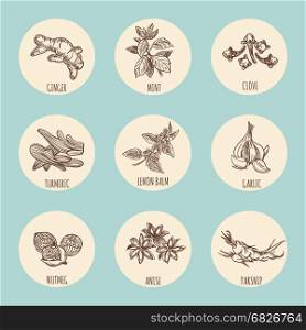 Vintage style icons with popular hand drawn spices. Vintage style icons with popular hand drawn spices. Vector illustration