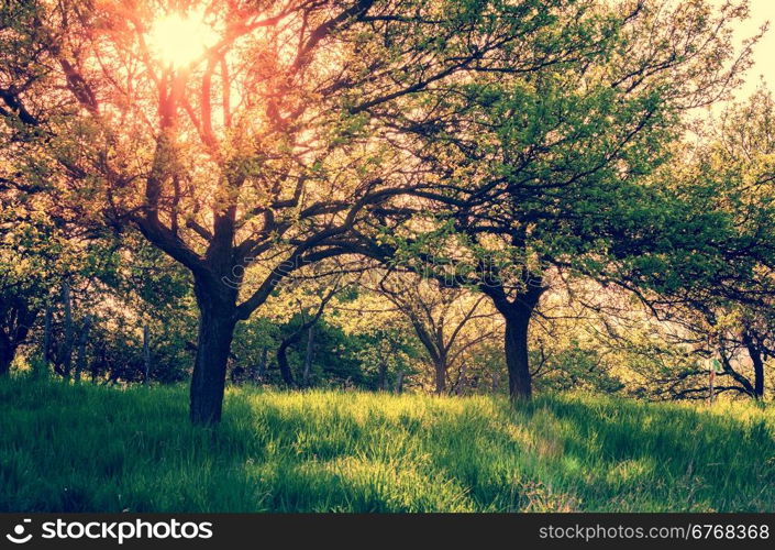 Vintage style image o sunny summer garden