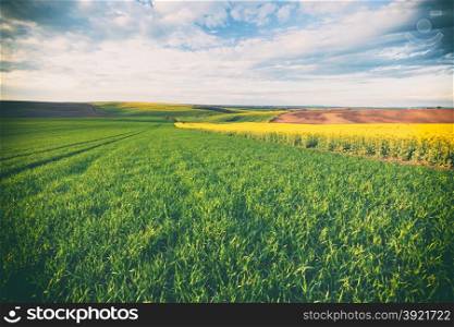 Vintage style image of beautiful field landscape