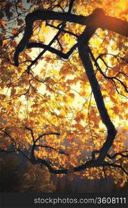 Vintage style image of fall colors tree at sunny day