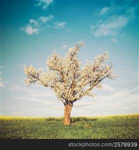 Vintage style image of field, tree and blue sky. Nature background