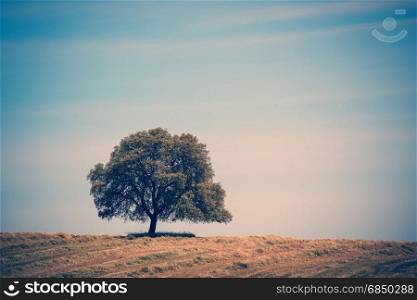 Vintage style image of lonely tree at the hill over blue sky