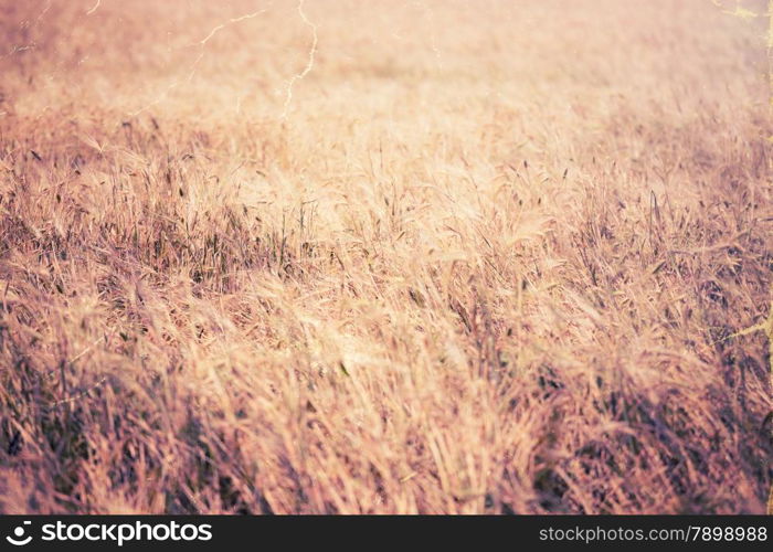 Vintage style image of wheat field