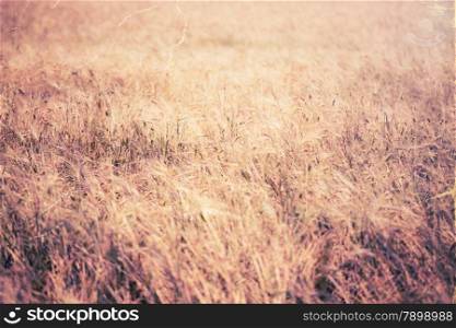 Vintage style image of wheat field