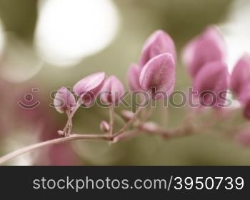 Vintage style of Coral vine plant with blur background&#xA;