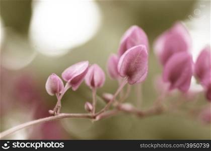 Vintage style of Coral vine plant with blur background&#xA;