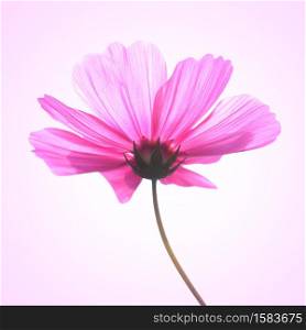 Vintage style of Cosmos flowers