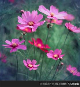 Vintage style of Cosmos flowers