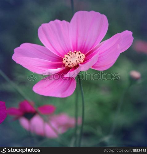 Vintage style of pink cosmos flowers