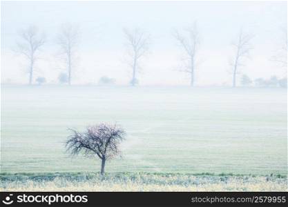Vintage style of spring fields at foggy morning