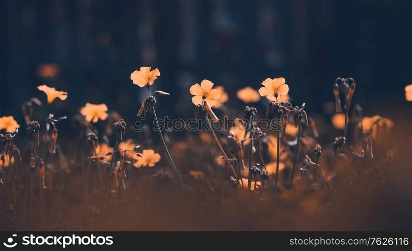 Vintage style photo of a beautiful field of a gentle orange wildflowers, countryside landscape, beauty of wild nature
