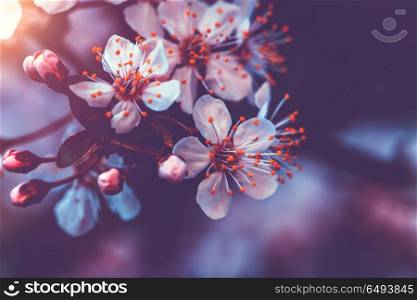 Vintage style photo of a gentle cherry blossom, abstract natural background, little white flowers on tree twig, beauty and freshness of spring nature. Gentle cherry blossom