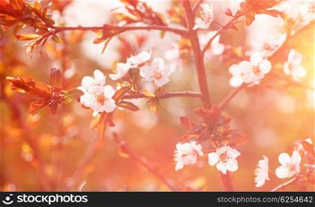 Vintage style photo of beautiful cherry tree blossom, gentle floral background, little white flowers in sun light, beauty of spring nature