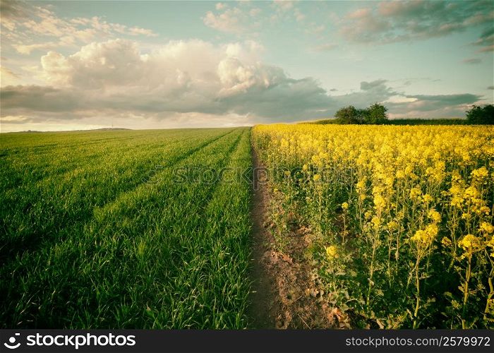 Vintage style photo of beautiful field landscape