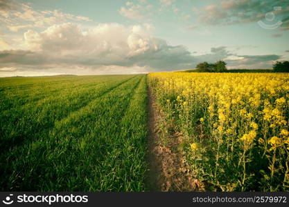 Vintage style photo of beautiful field landscape