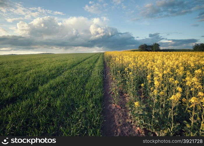 Vintage style photo of beautiful field landscape