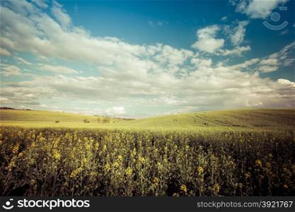 Vintage style photo of beautiful summer field at sunny day