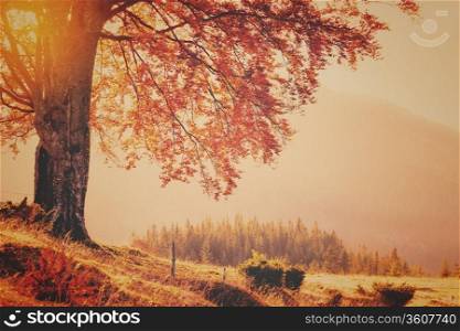 Vintage style photo of fall colors tree