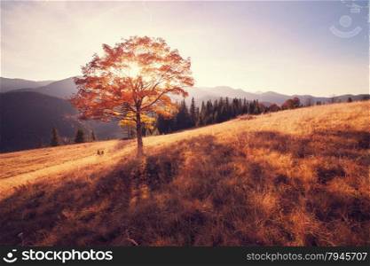 Vintage style photo of fall colors tree