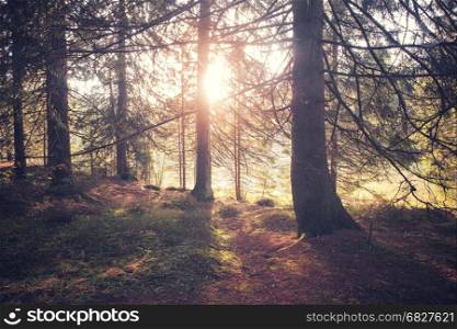 Vintage style photo of forest at sunny morning
