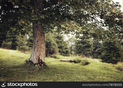 Vintage style photo of green summer tree