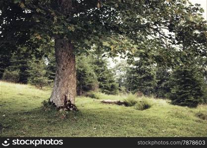 Vintage style photo of green summer tree