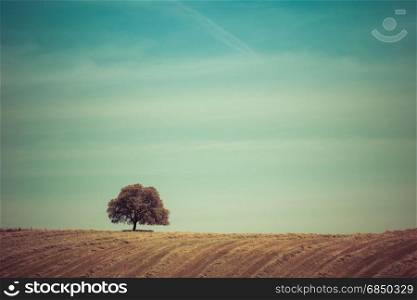 Vintage style photo of lonely tree at the hill