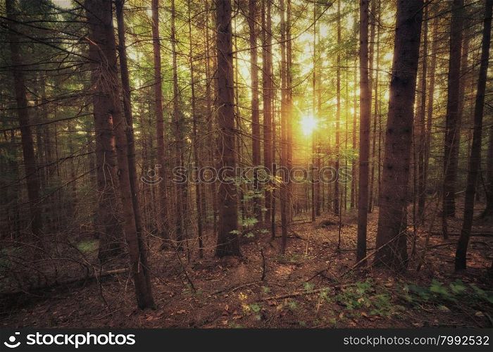 Vintage style photo of old forest at sunny morning