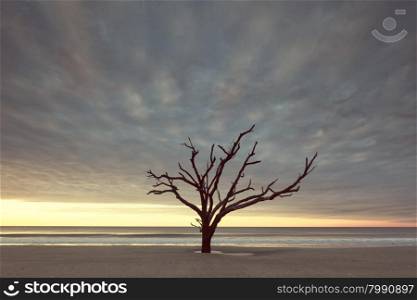 Vintage style photo of old tree near the ocean at cloudy sunset