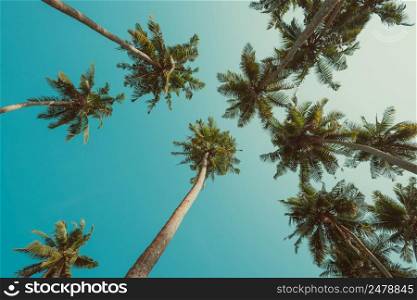 Vintage toned curly palm trees and blue sky perspective view from ground